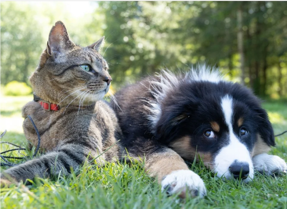 Pets Care Contact Us Cat and Dog